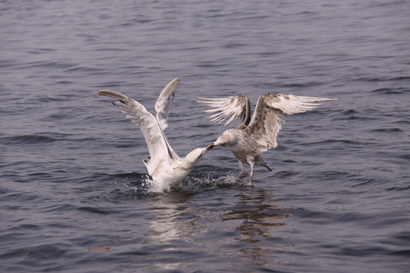 Canon EOS 50D sample photo. Gulls, birds, expensive photography