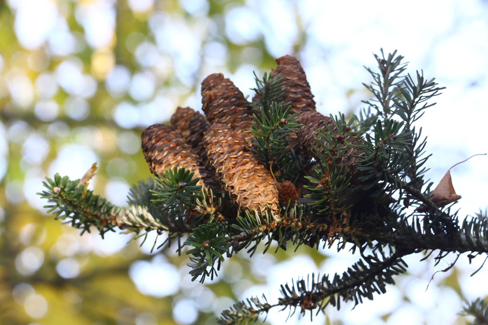 Canon EOS 50D sample photo. Pine, pinecone, coniferous photography