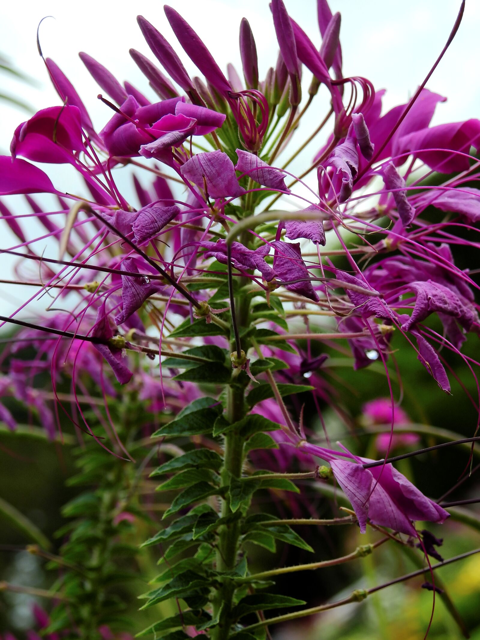 Nikon Coolpix P900 sample photo. Flowers, blossom, bloom photography