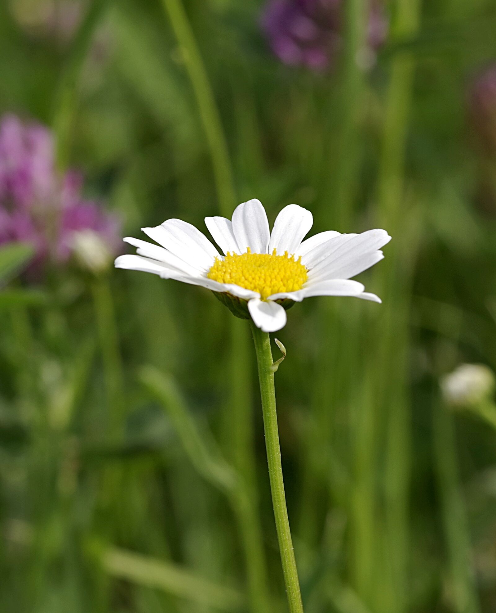 Pentax K-S2 sample photo. Daisy, single, flower photography