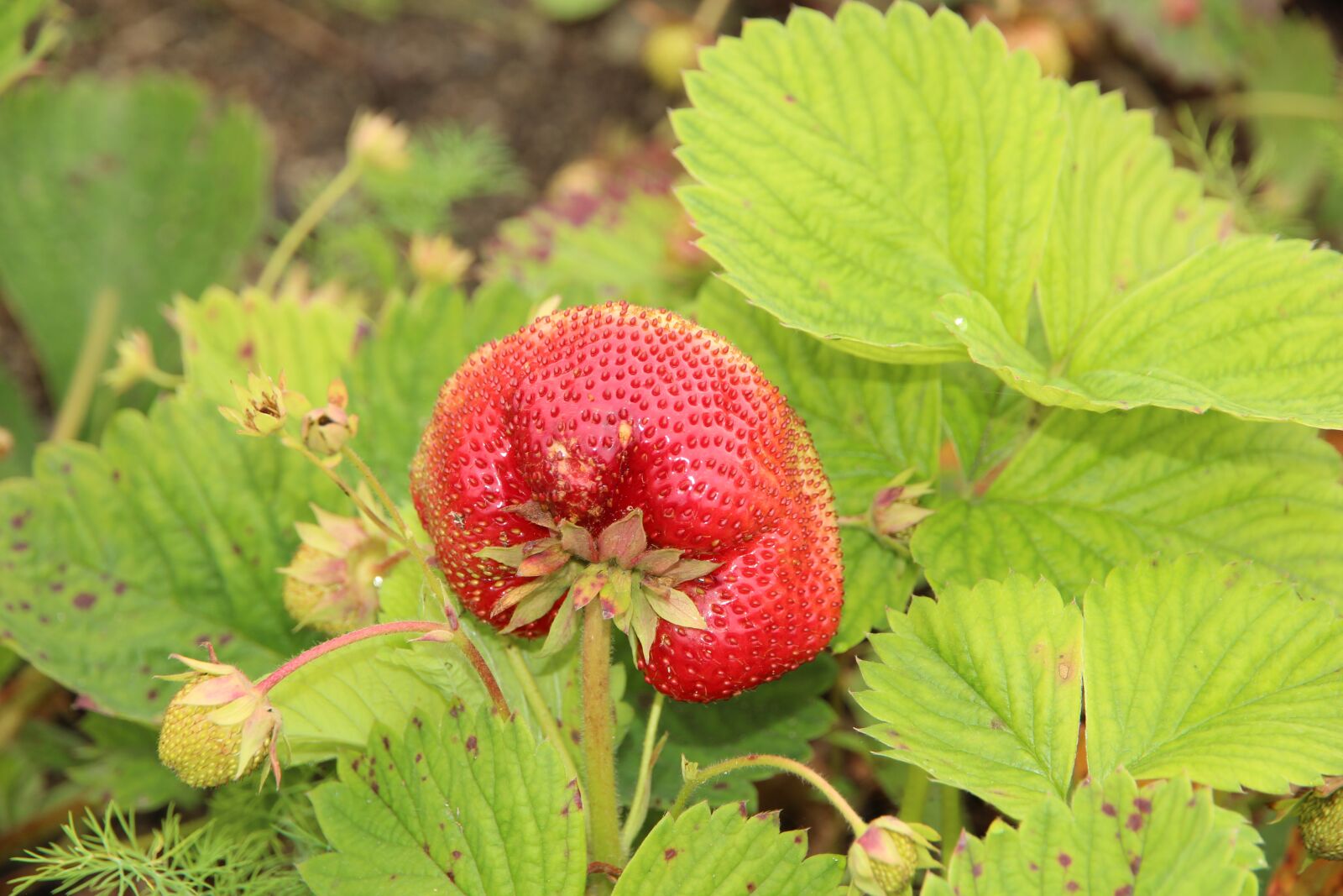 Canon EF-S 15-85mm F3.5-5.6 IS USM sample photo. Strawberry, berry, red photography