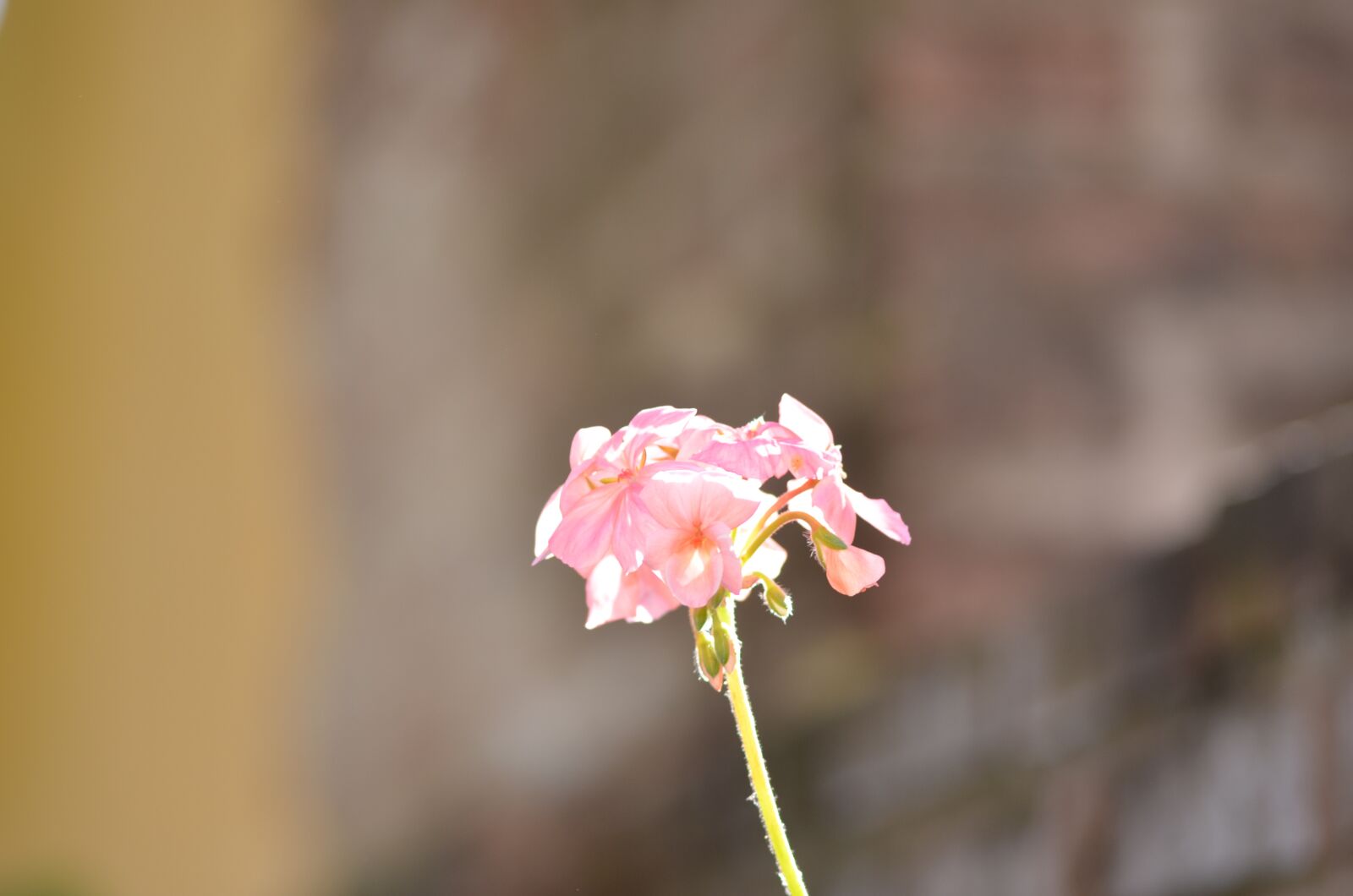 Nikon D7000 sample photo. Flor, naturaleza, rosa photography
