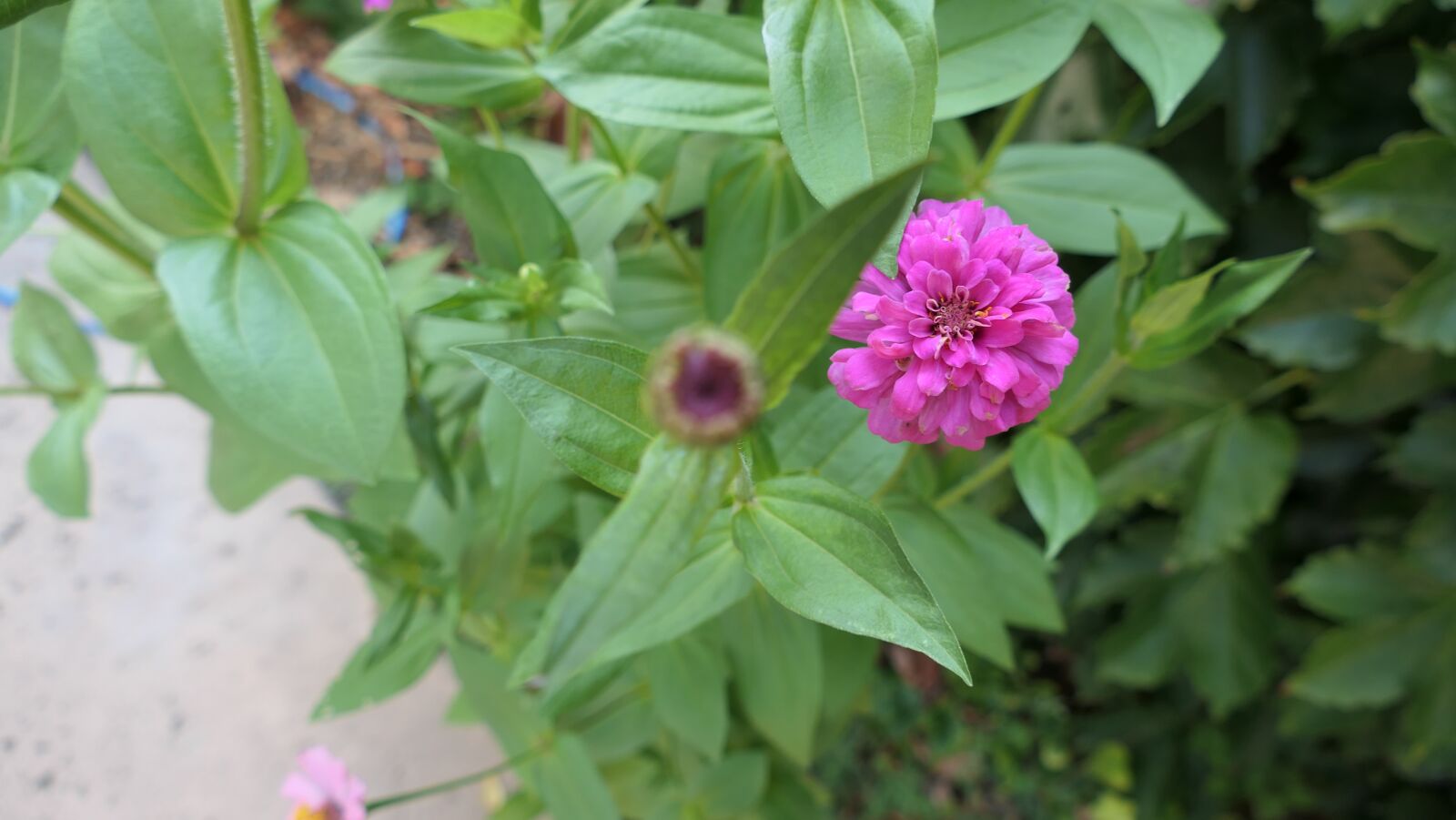 Panasonic DC-FZ10002 sample photo. Pink, flower, zinnia photography