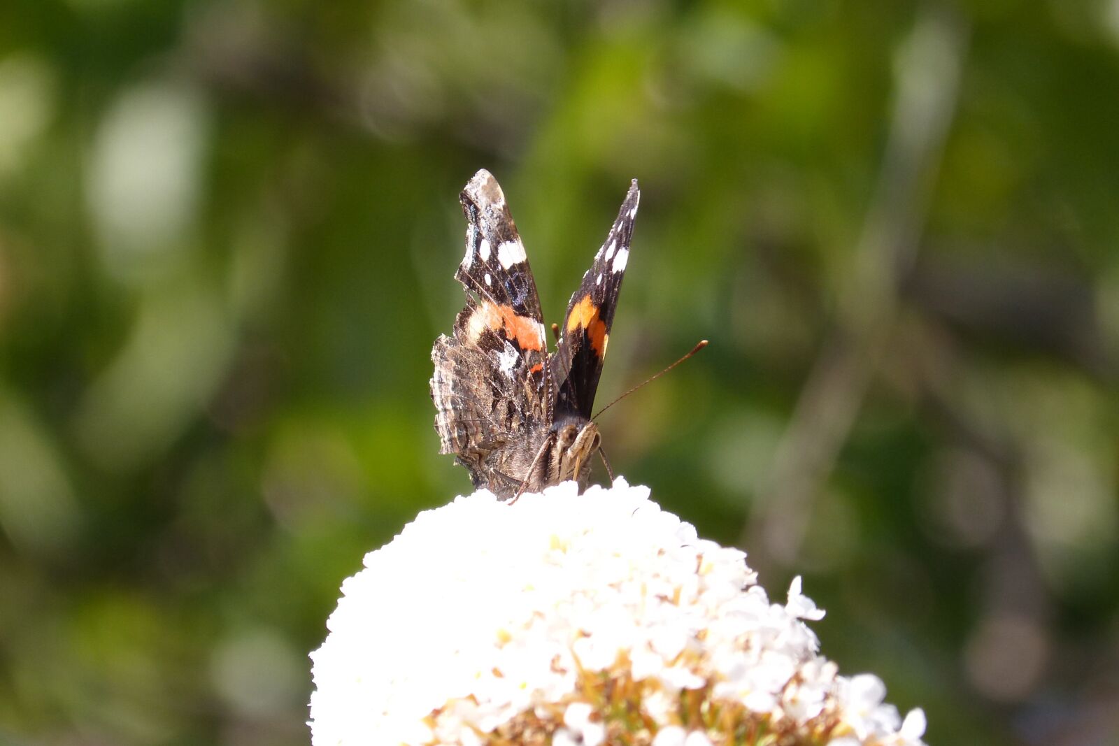 Panasonic DMC-FZ62 sample photo. Butterfly, nectar, insect photography