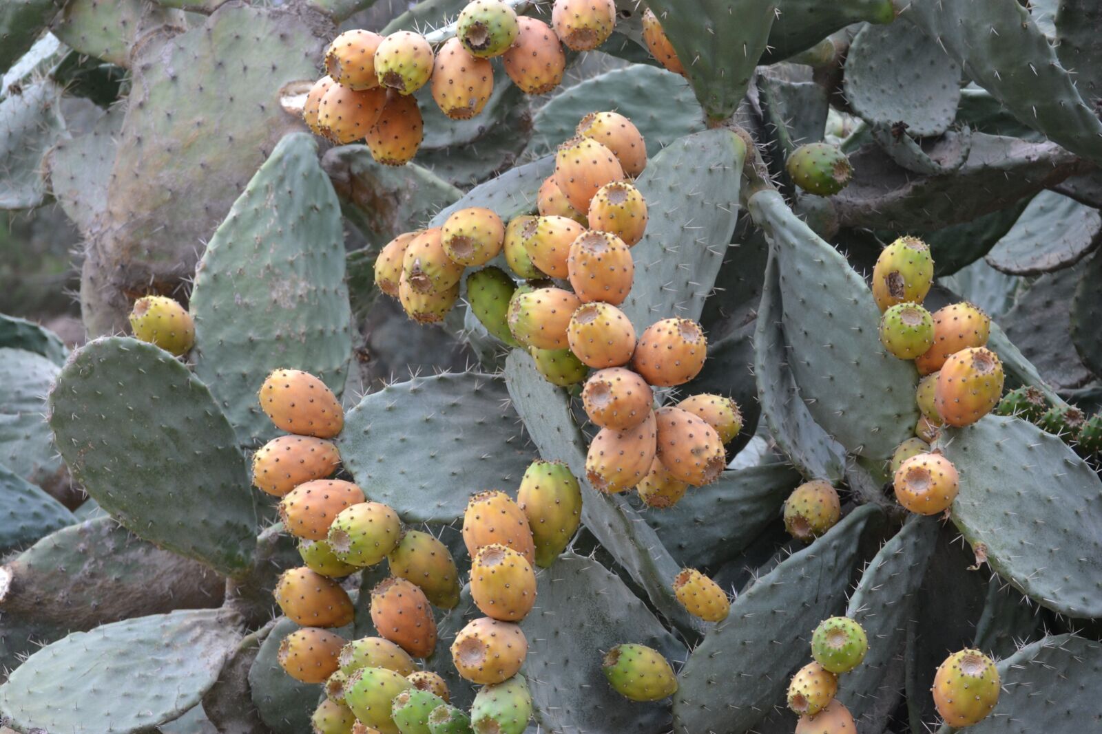 Nikon D3100 sample photo. Cactus, barbed fig, flavor photography