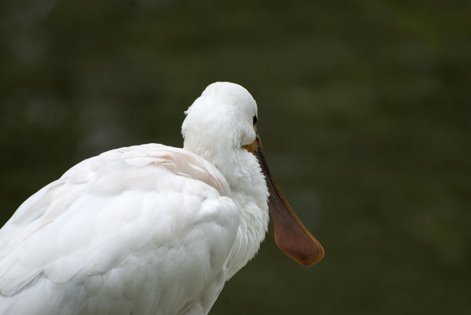 Nikon D80 sample photo. Animals, bird, plumage photography