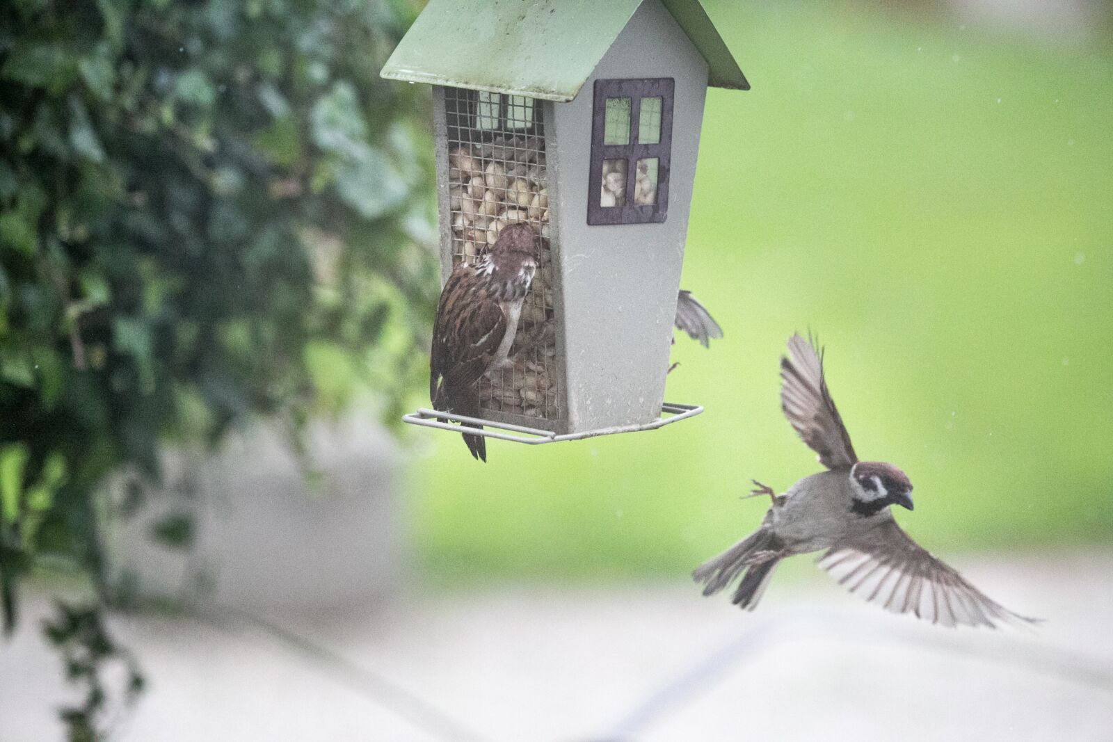 Canon EF 100-400mm F4.5-5.6L IS USM sample photo. Sparrow, sperling, bird photography