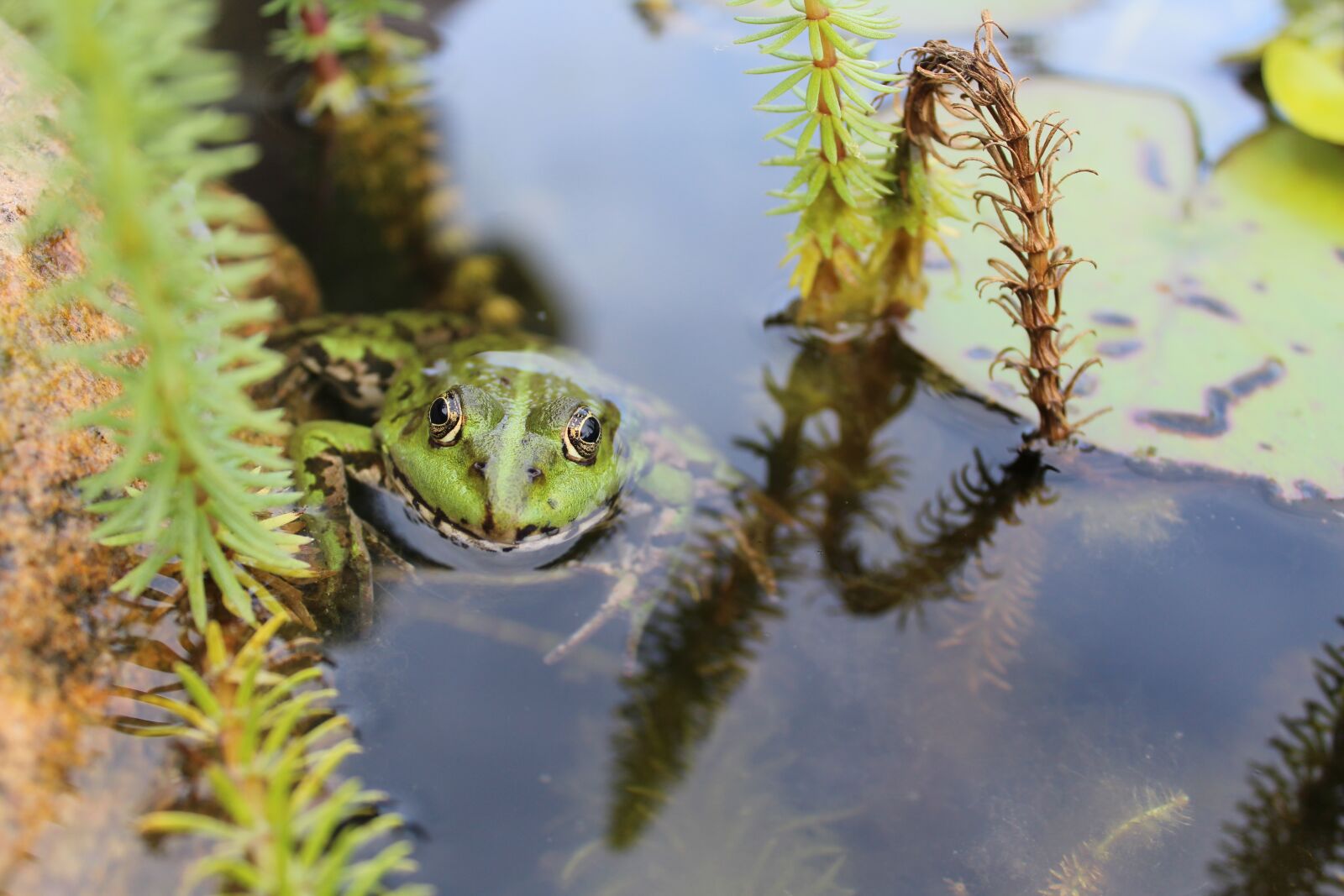 Canon EOS 1200D (EOS Rebel T5 / EOS Kiss X70 / EOS Hi) sample photo. Frog, pond, animal photography