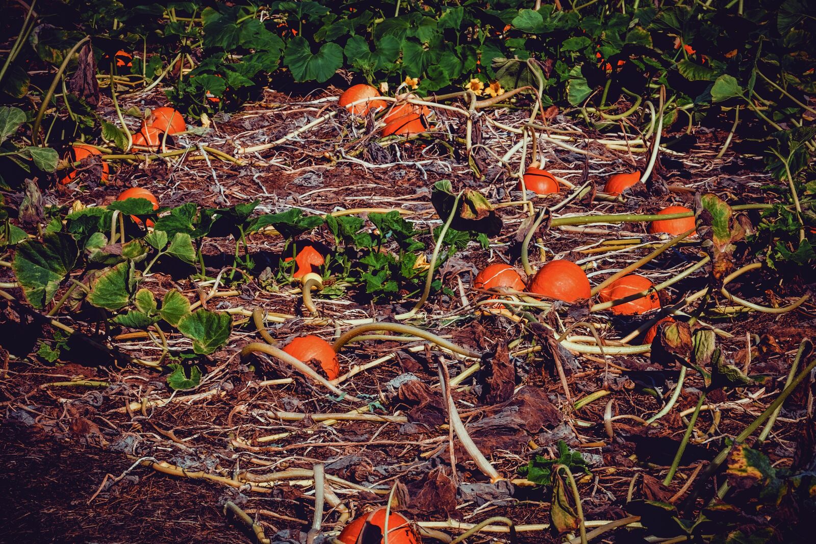 Fujifilm XF 55-200mm F3.5-4.8 R LM OIS sample photo. Pumpkin box, pumpkin, field photography