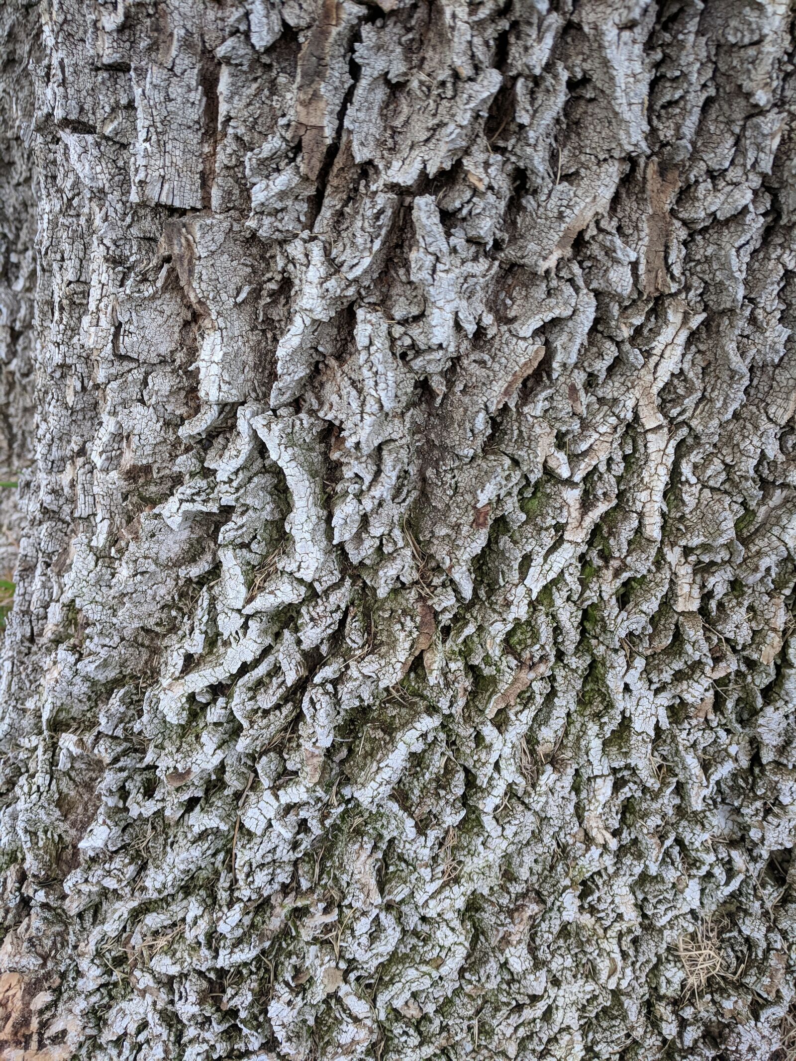 Google Pixel sample photo. Tree bark, grey gray photography