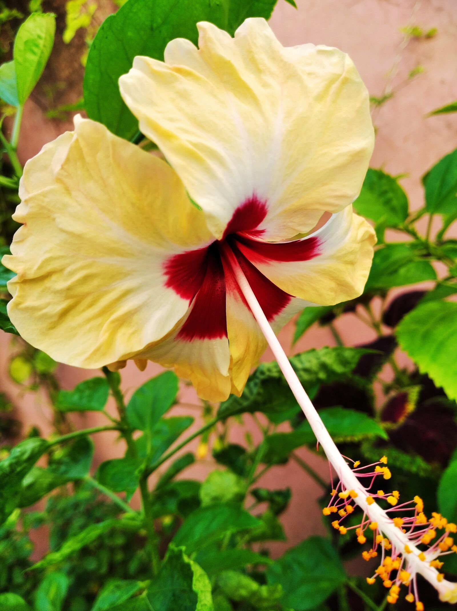 Xiaomi Redmi 7A sample photo. Hibiscus, china rose, flower photography