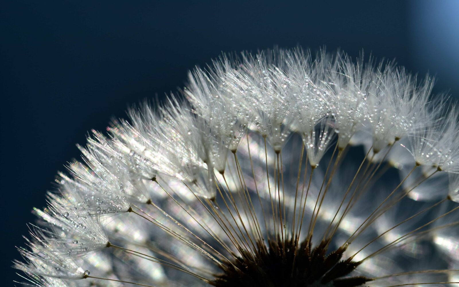 Nikon D3300 sample photo. Summer, nature, seed, dandelion photography