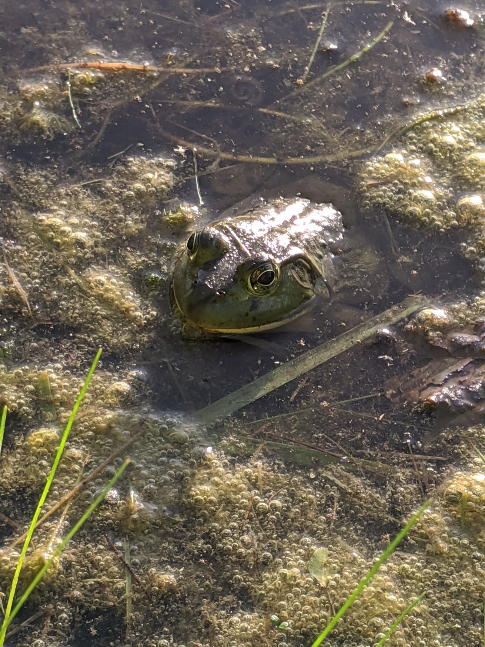 Google Pixel 3a sample photo. Frog, swamp, water photography