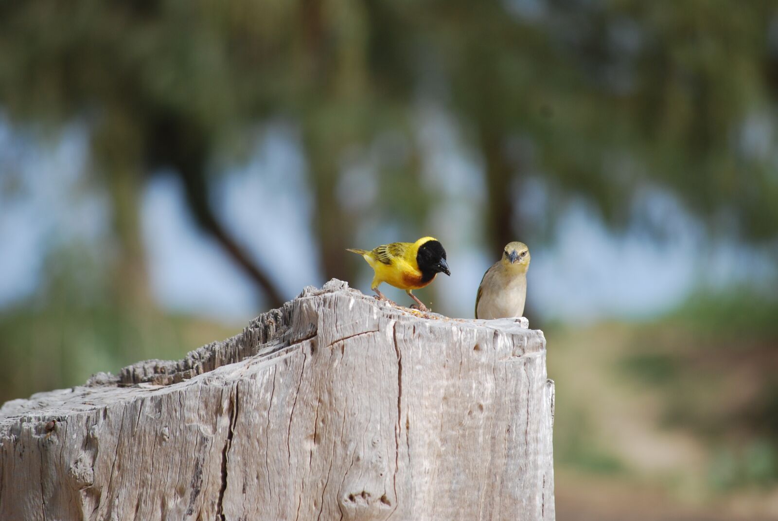 Nikon D40X sample photo. Bird, senegal, sparrow photography