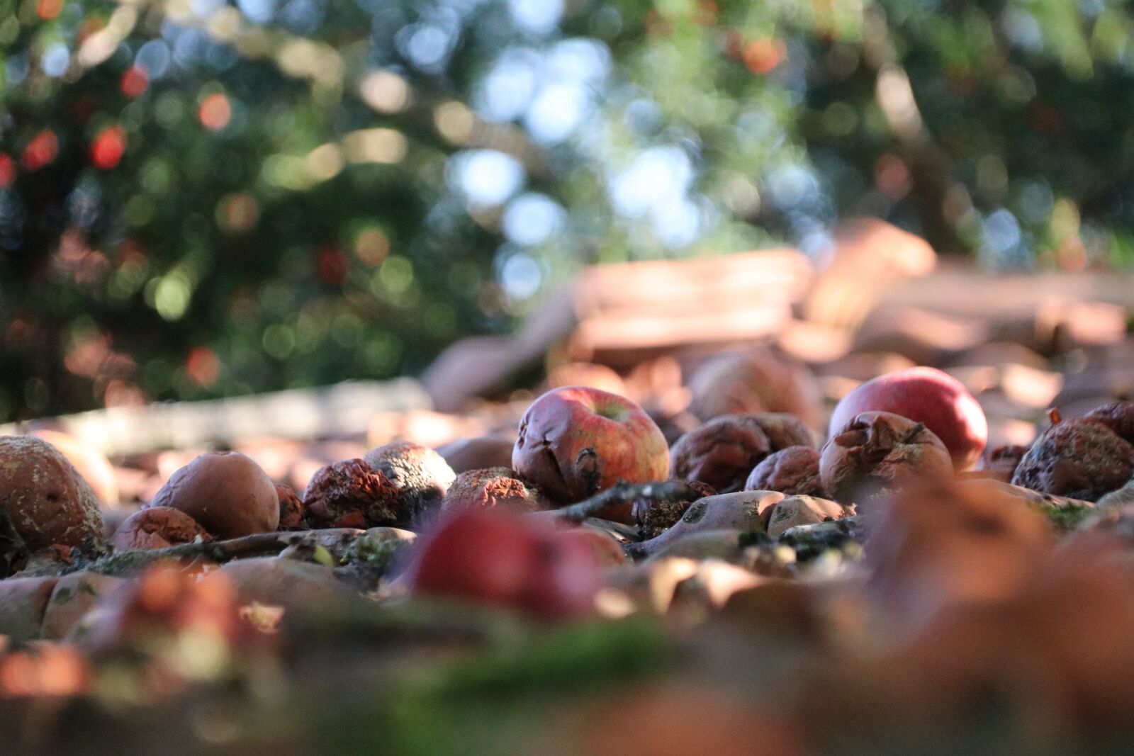 18-300mm F3.5-6.3 DC MACRO OS HSM | Contemporary 014 sample photo. Apples, fruit, rotten photography