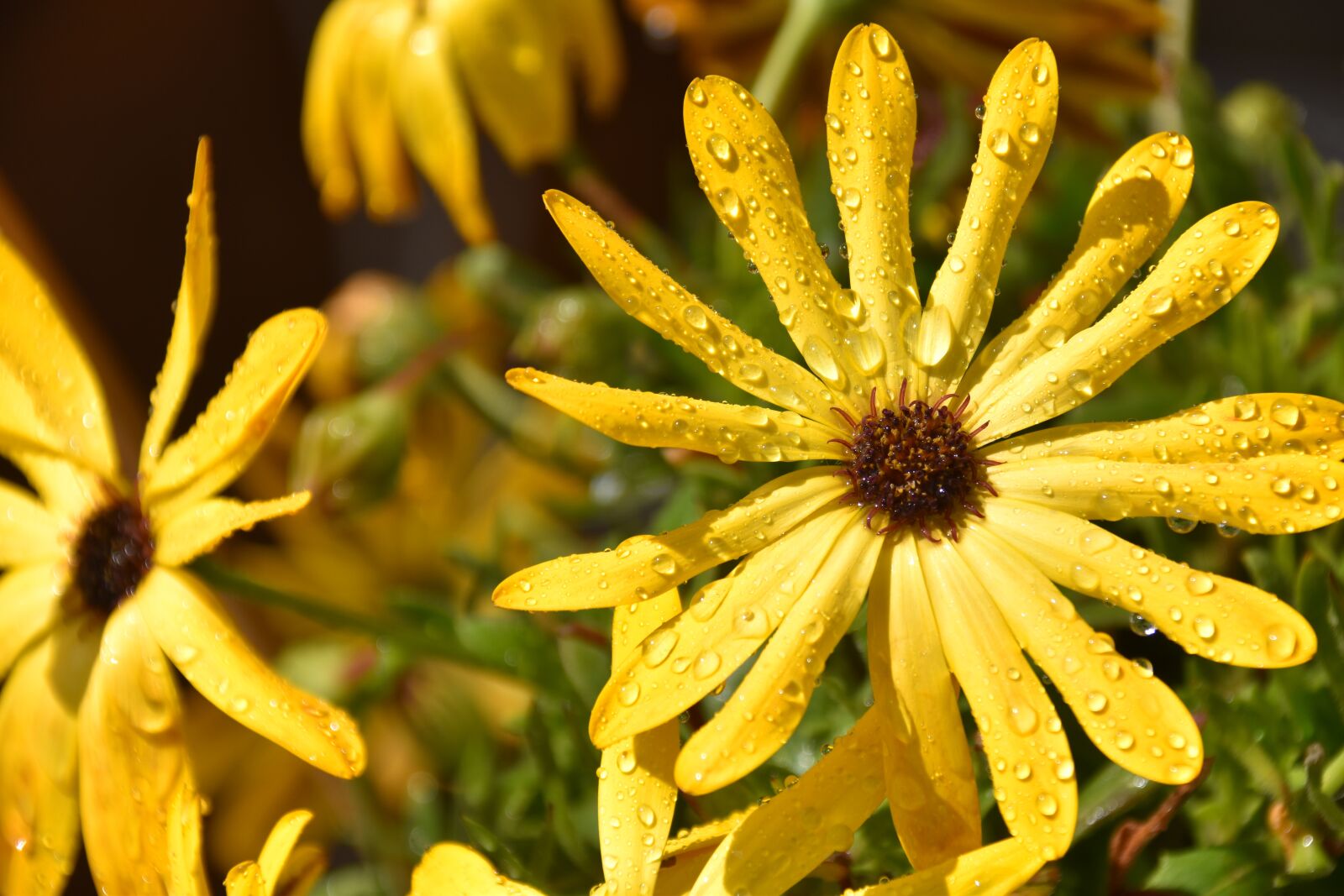 Nikon D5600 sample photo. Flower, yellow flower, petals photography