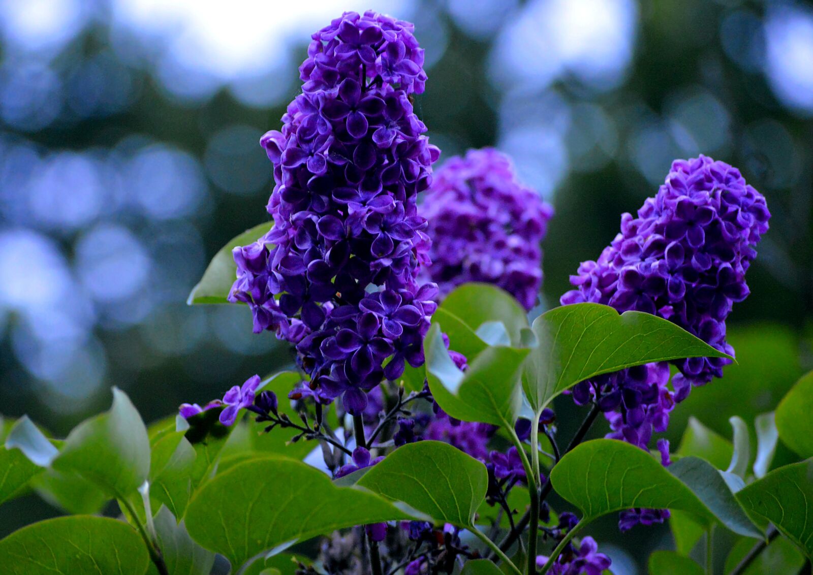 Nikon D3200 sample photo. Purple, lavender flowers, flower photography