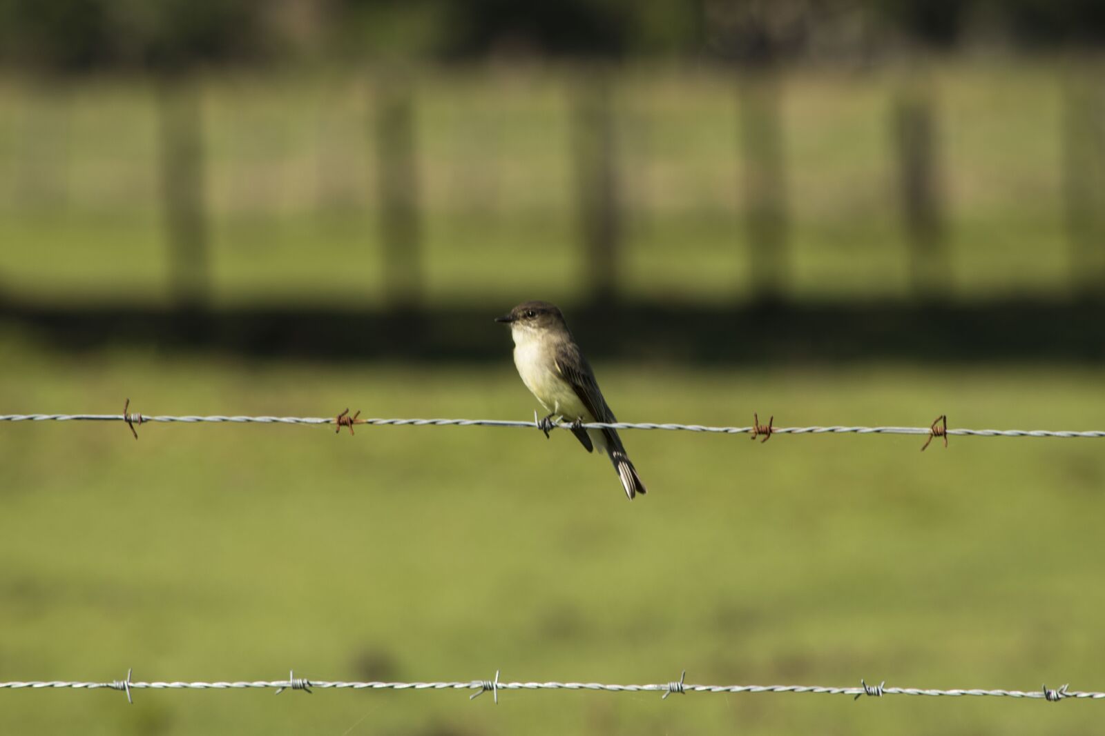 Nikon D5500 sample photo. Eastern phoebe, birds, fence photography