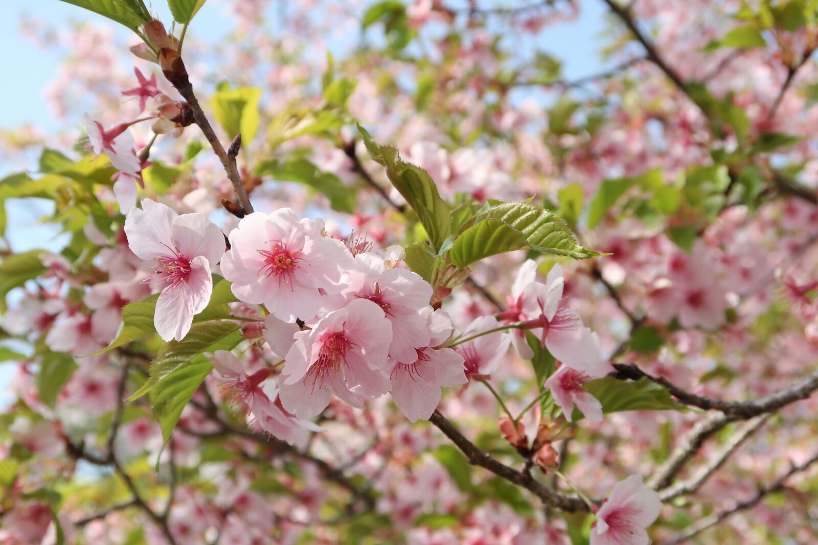 Canon PowerShot G7 X Mark II sample photo. Flowers, cherry blossoms, branch photography