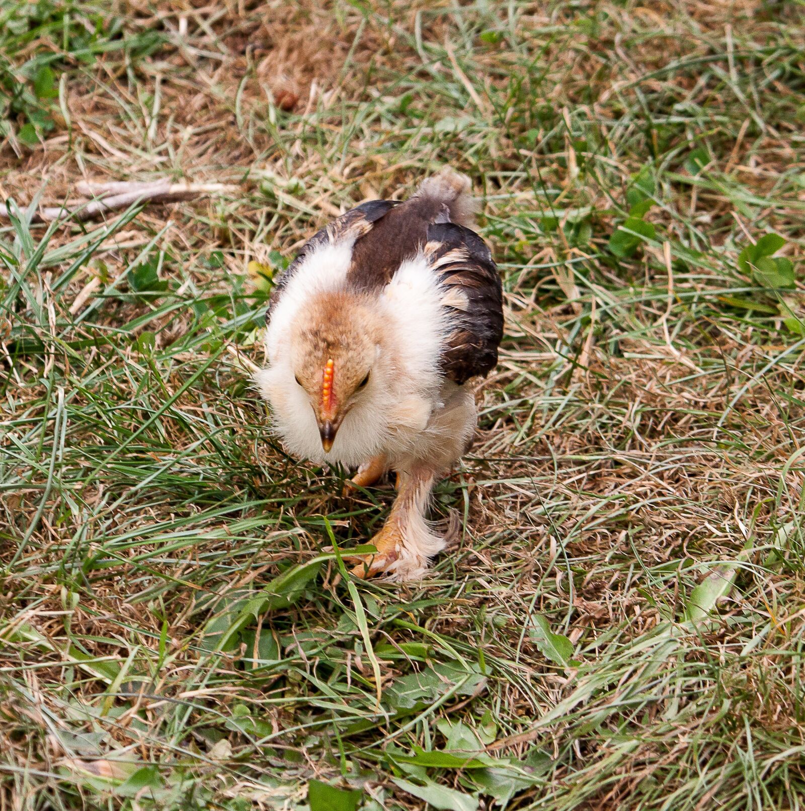 Canon EOS 50D sample photo. Chicks, chicken, bird photography