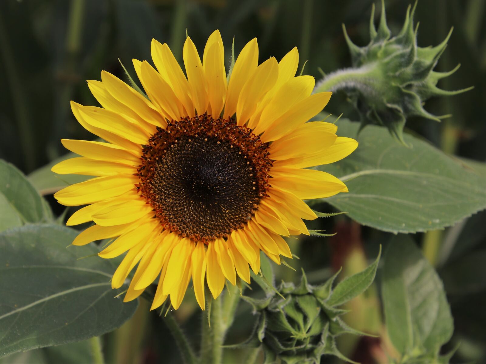Canon EOS 80D sample photo. Flowers, sunflower, plant photography