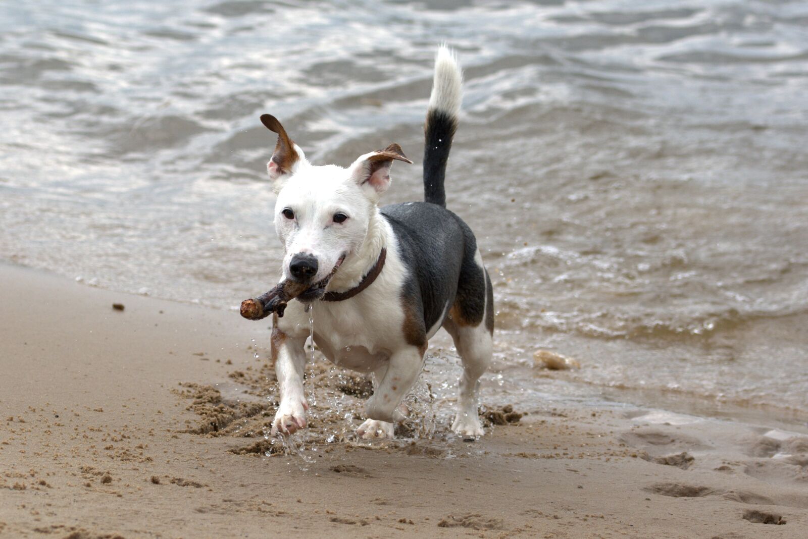 Nikon D5200 sample photo. Playing dog, jack russell photography