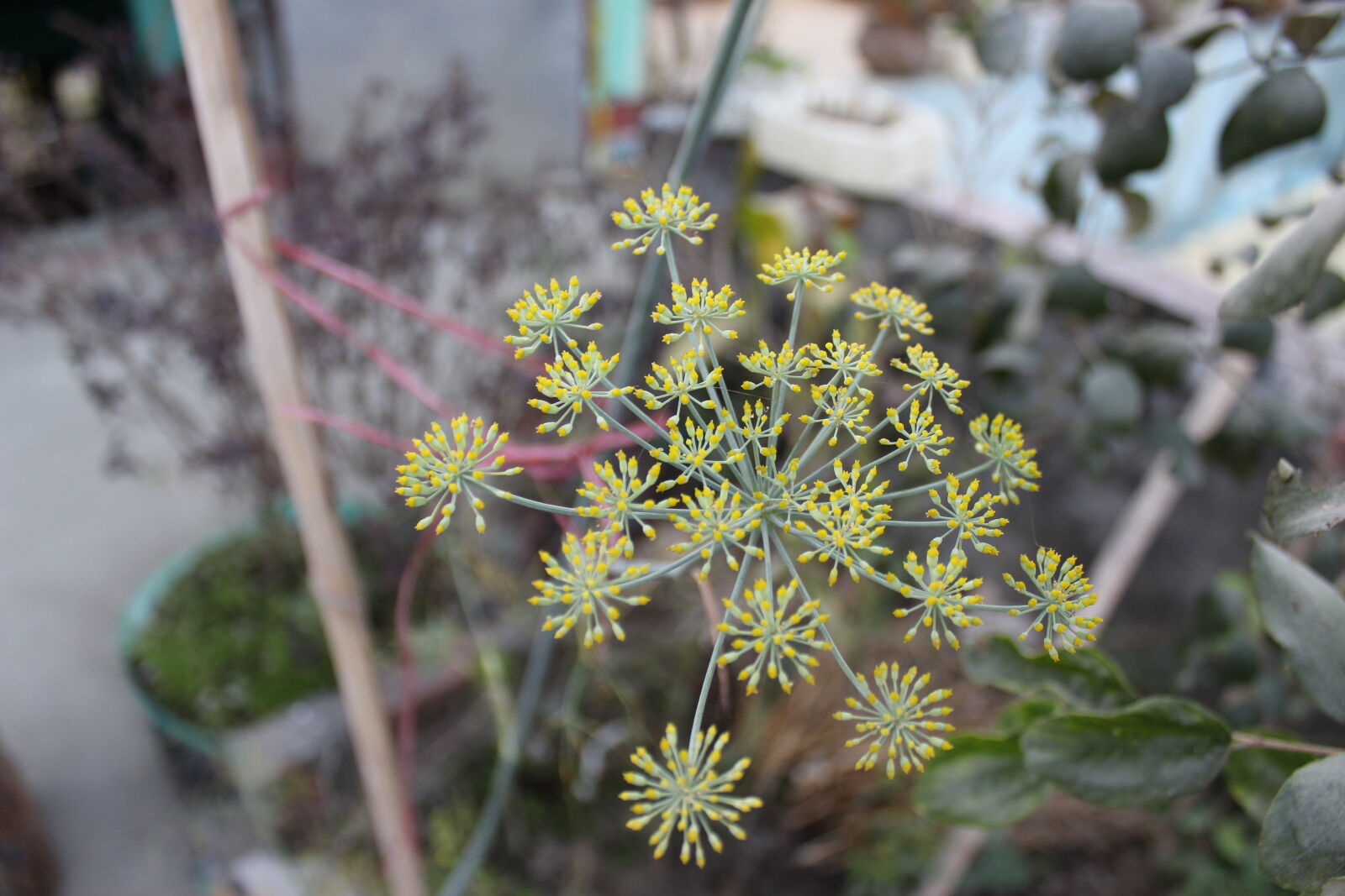 Canon EOS 700D (EOS Rebel T5i / EOS Kiss X7i) sample photo. Click, of, babl photography