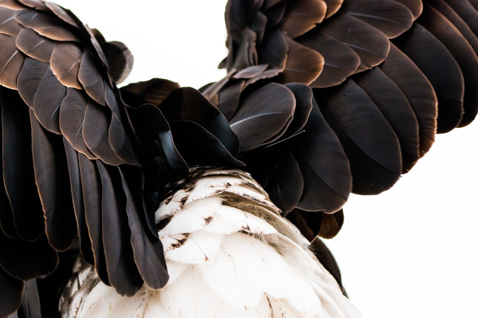 150-600mm F5-6.3 DG OS HSM | Contemporary 015 sample photo. Plumage, bald eagle, haliaeetus photography