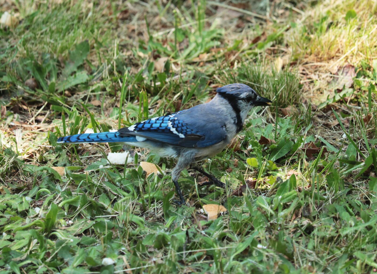 Canon EOS 760D (EOS Rebel T6s / EOS 8000D) sample photo. Animal, bird, blue, feathers photography