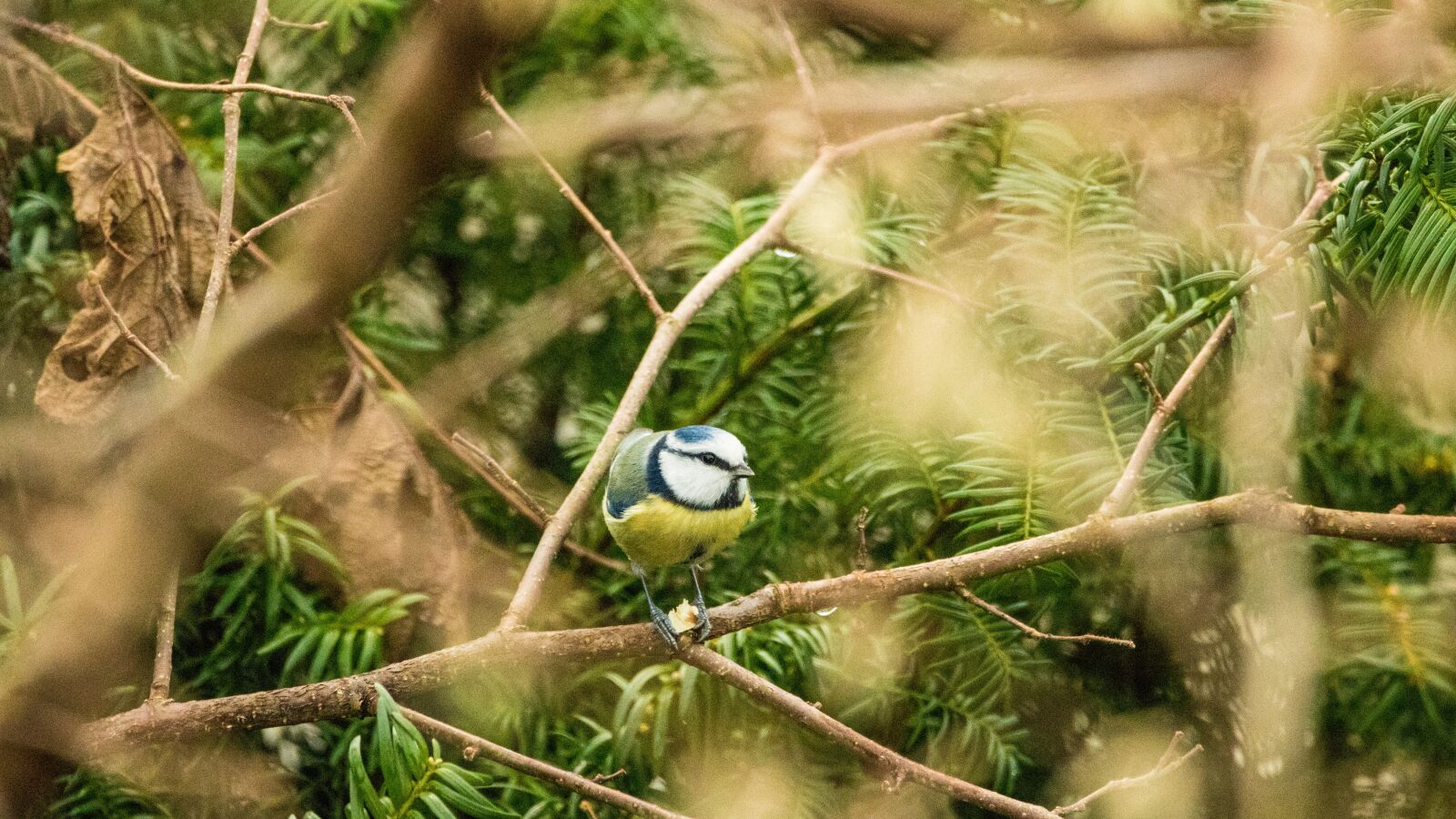 Canon EOS 80D sample photo. Blue tit, garden, bird photography