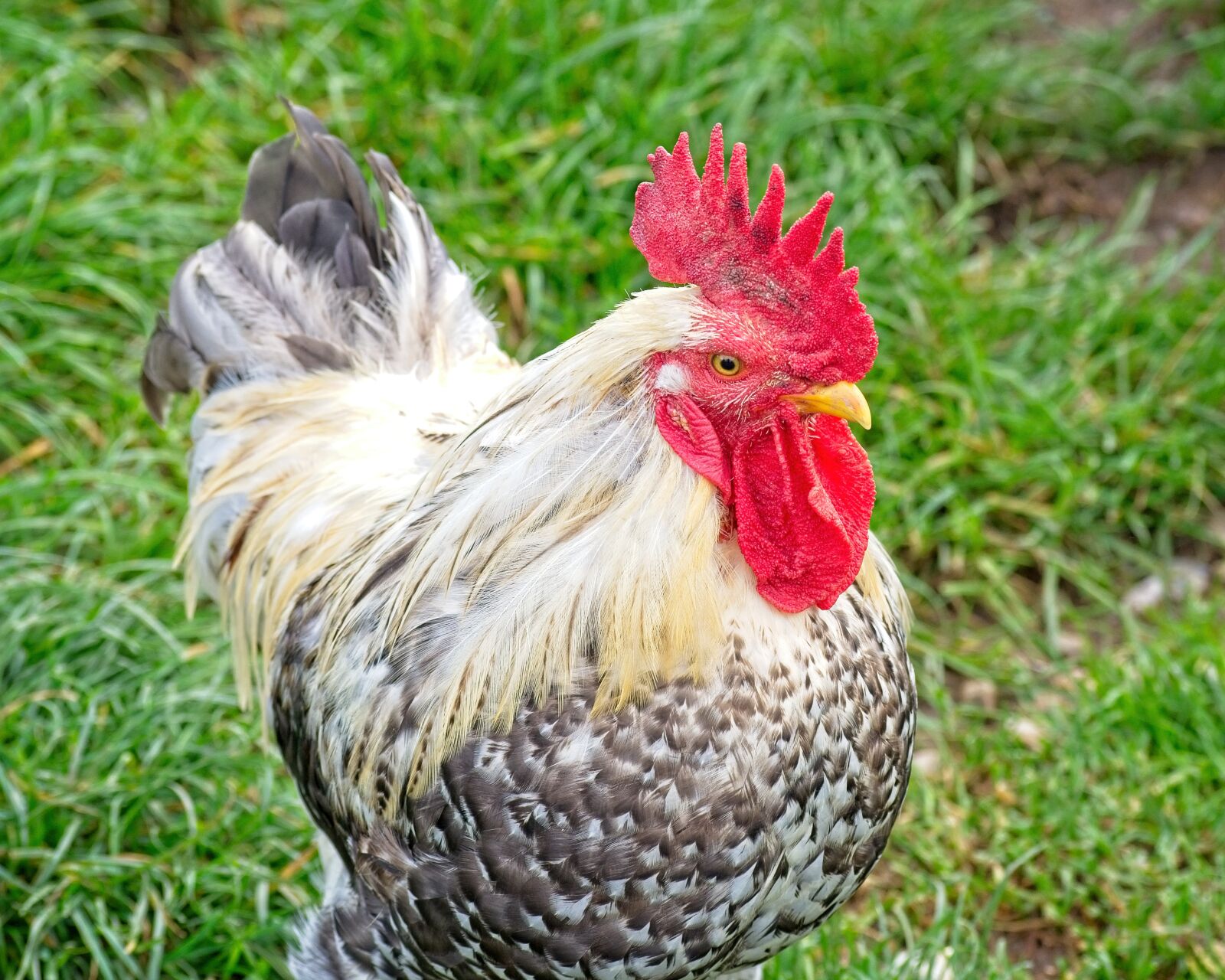 Nikon D7100 sample photo. Hahn, poultry, gockel photography