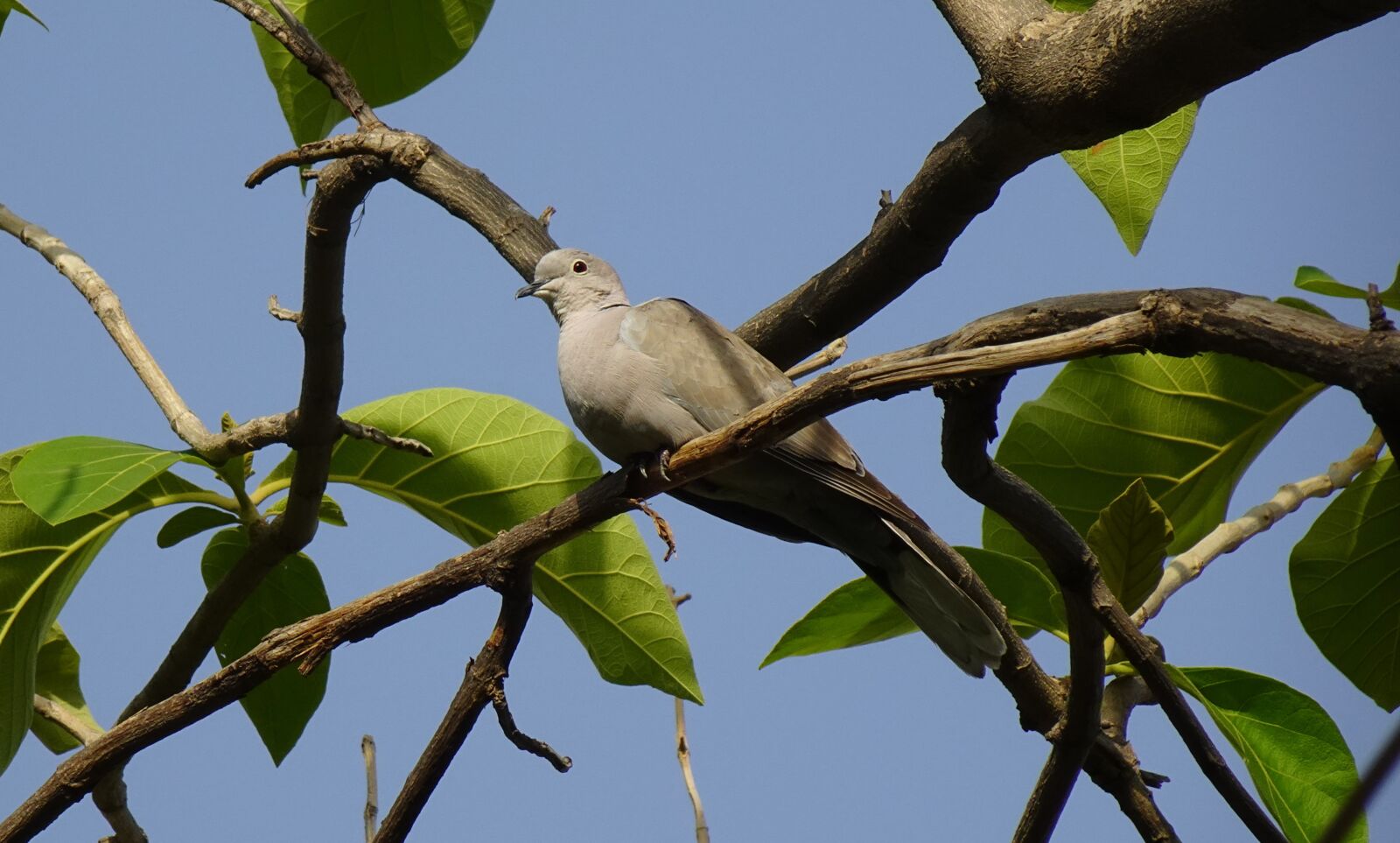 Sony DSC-WX800 sample photo. Bird, dove, eurasian collared photography