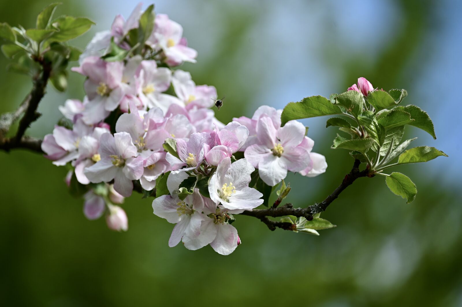 Nikon Z6 sample photo. Apple tree, apple blossom photography