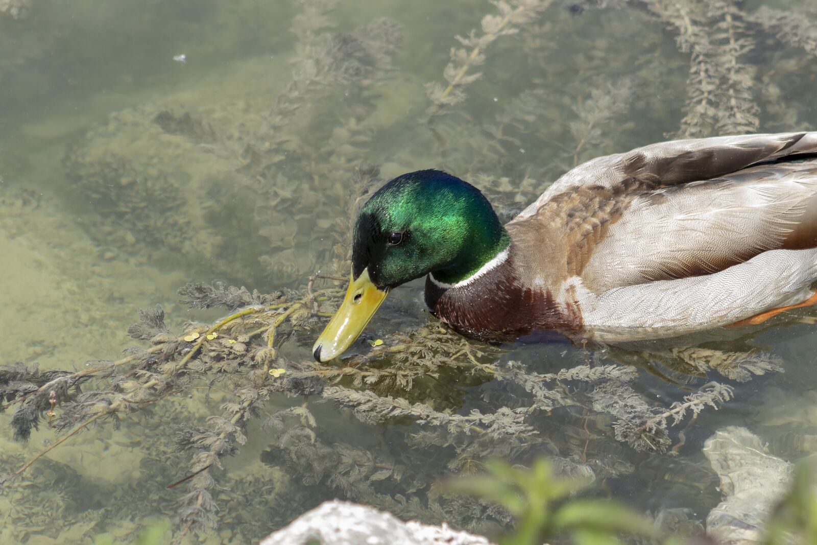 Canon EF75-300mm f/4-5.6 sample photo. Wild ducks, duck, teal photography