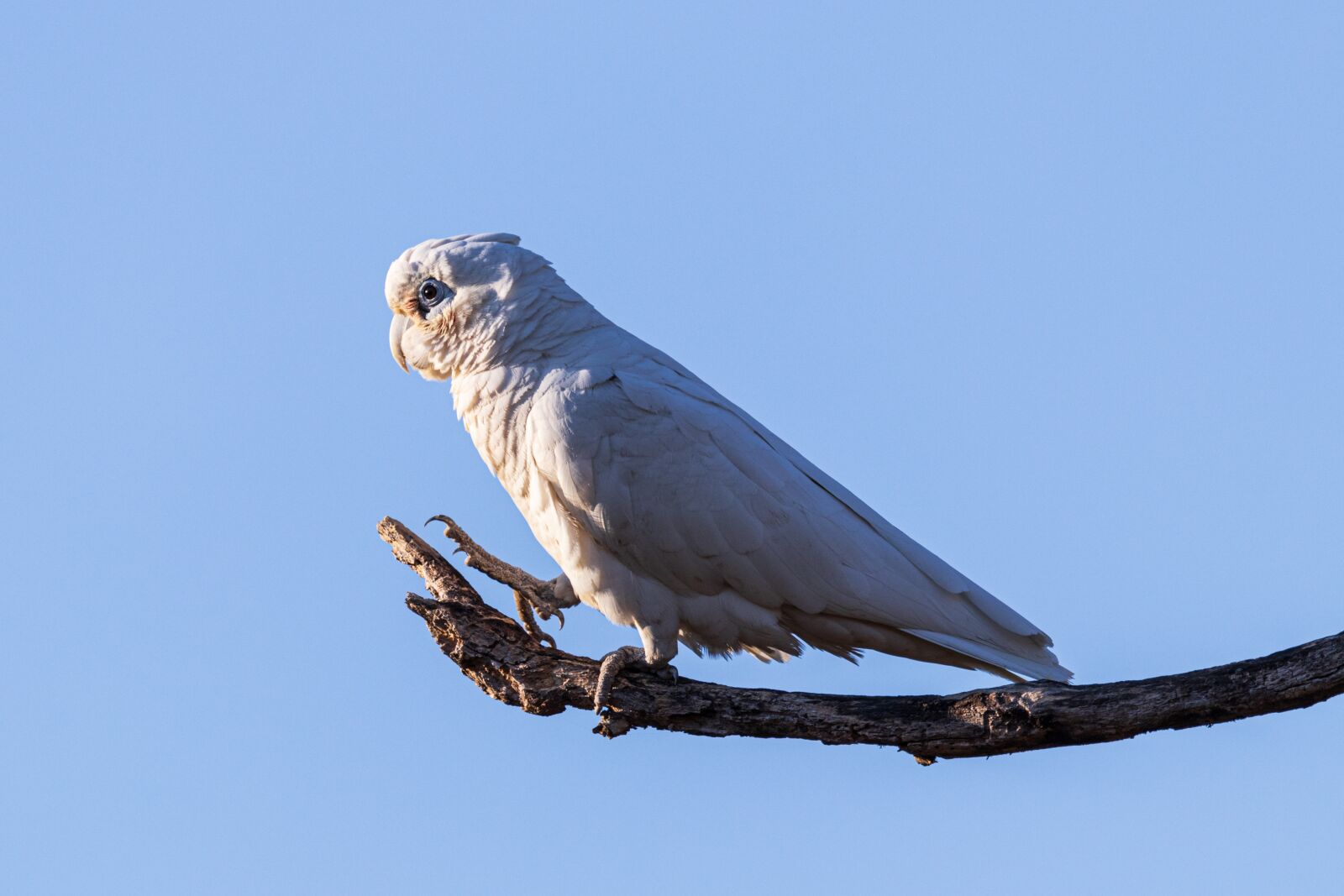 Canon EOS 80D sample photo. Wildlife, animals, nature photography