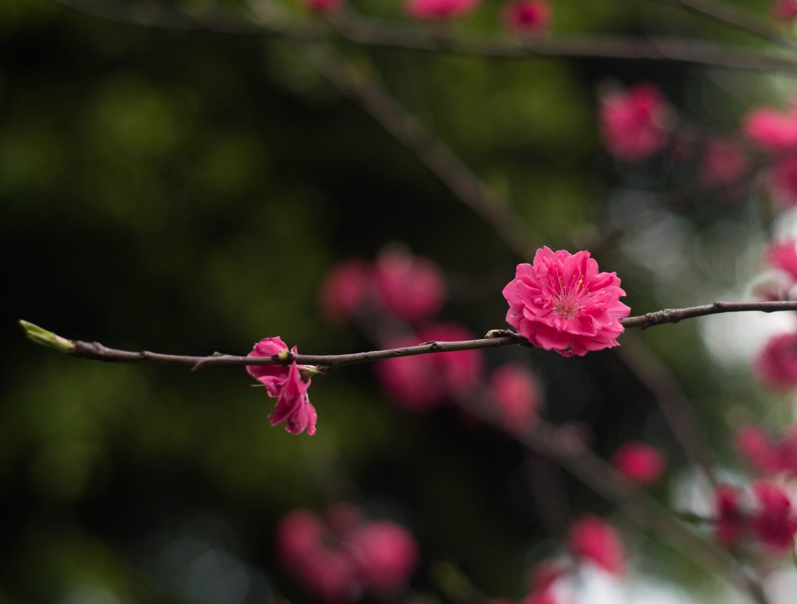 Nikon D810 sample photo. Red plum, flower, views photography