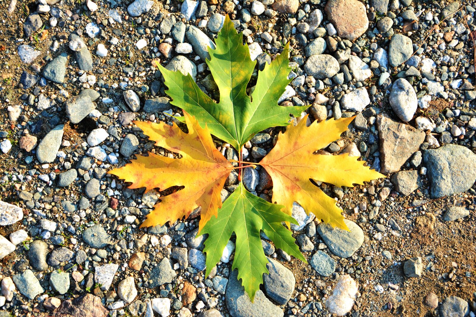 Nikon D7100 sample photo. Autumn, season, nature photography