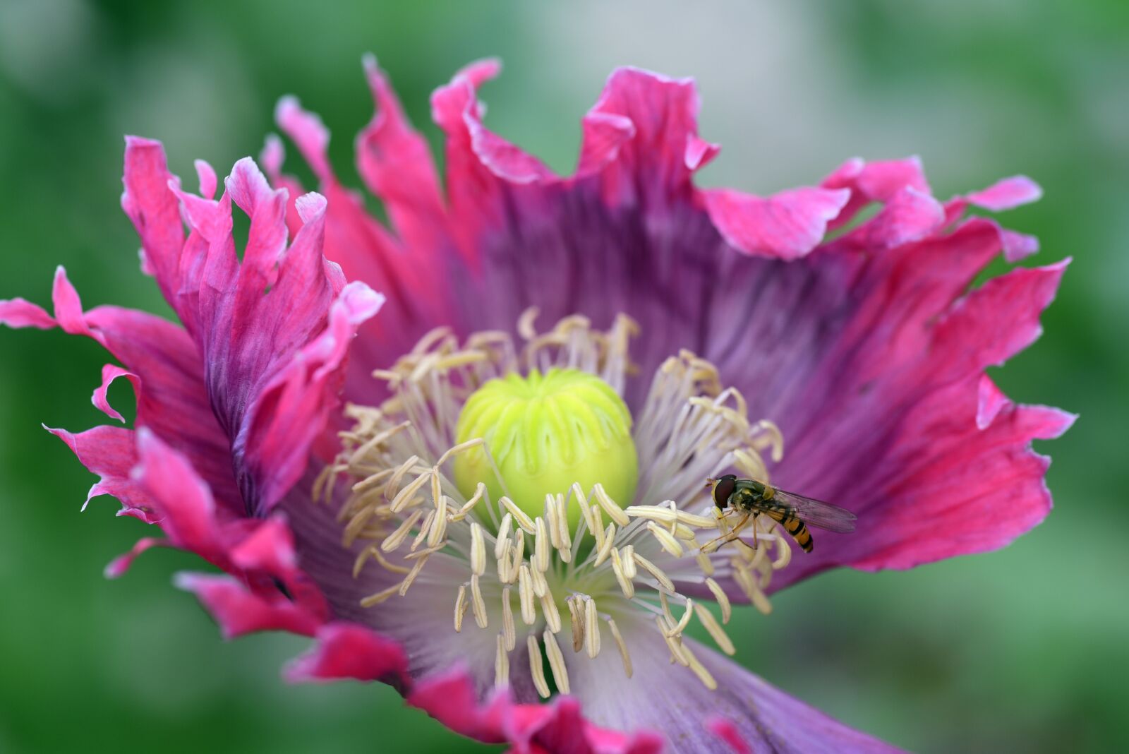 Nikon D750 sample photo. Poppy, poppy flower, fly photography