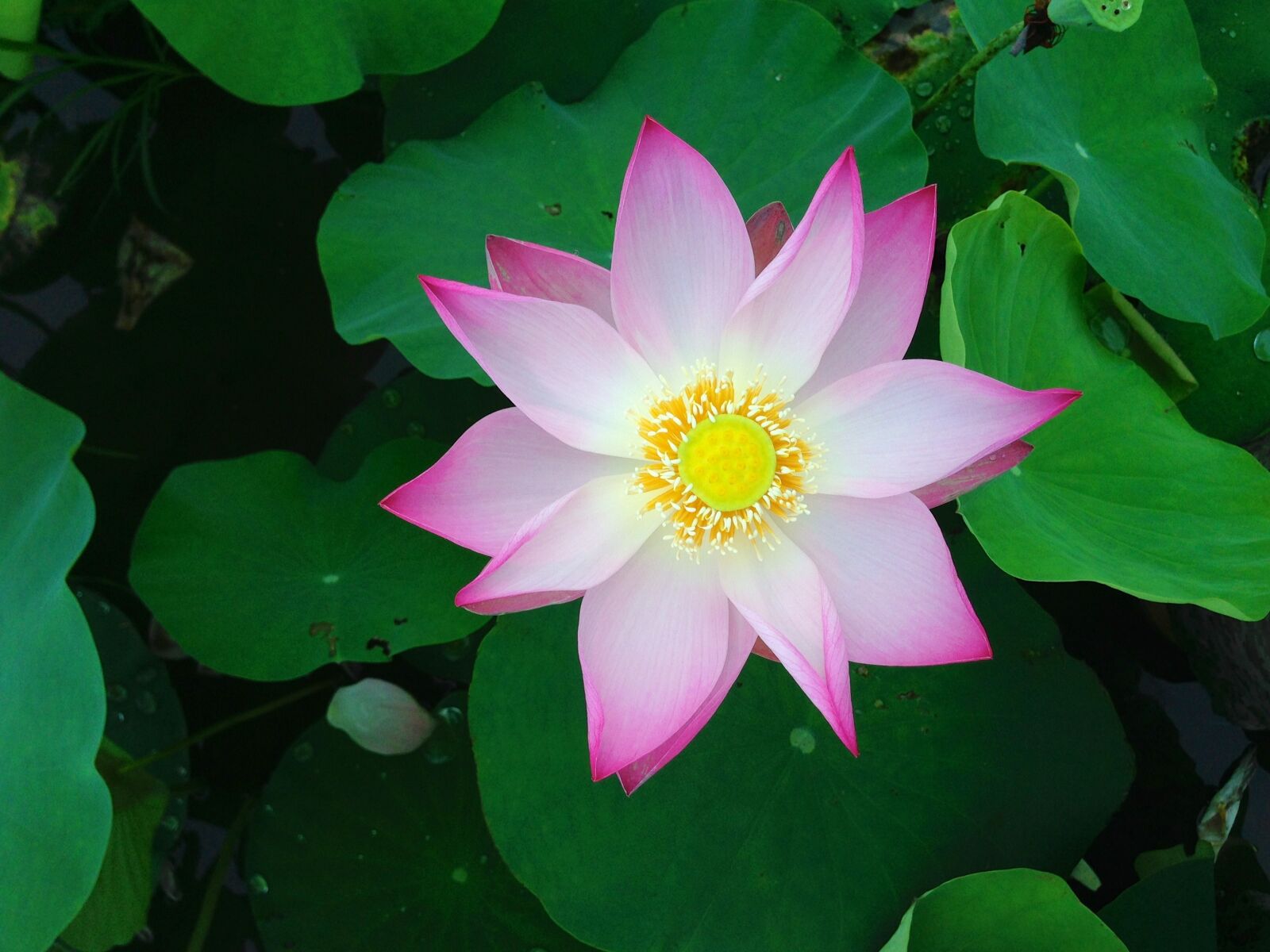 iPhone 5 back camera 4.12mm f/2.4 sample photo. Lotus, flower, green photography