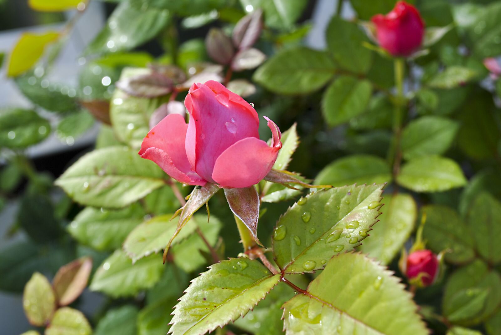 Nikon D3000 sample photo. Roses, plant, nature photography