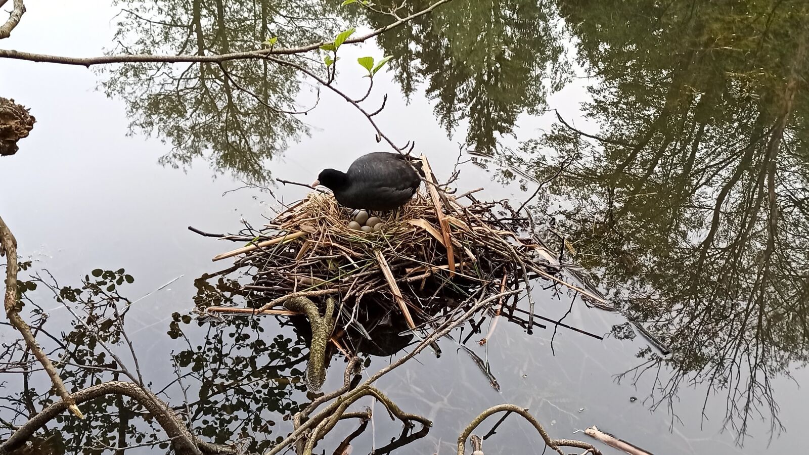 Xiaomi Redmi Note 8 Pro sample photo. Coot, nature, hatching photography
