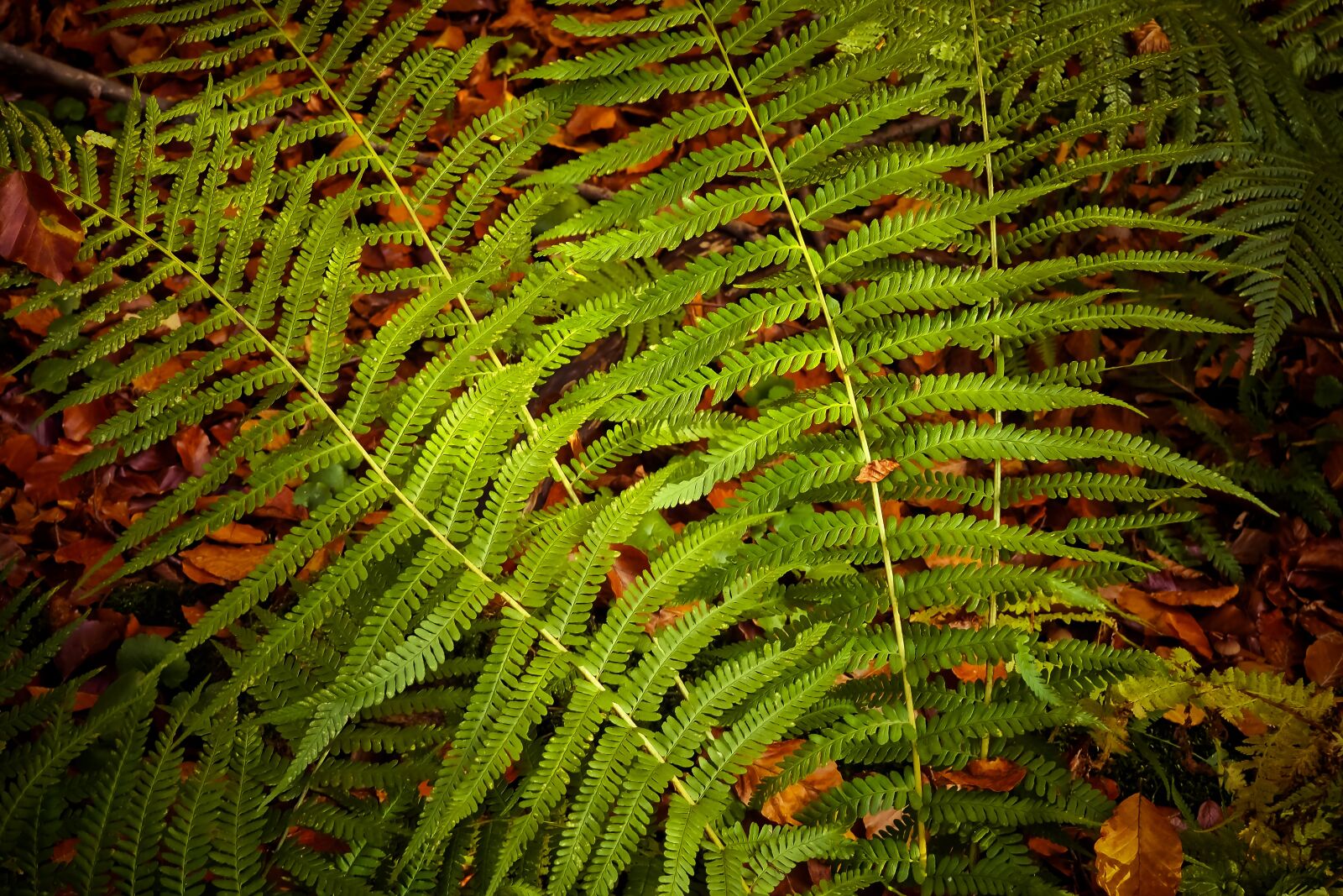 Olympus OM-D E-M10 sample photo. Fern, plant, green photography