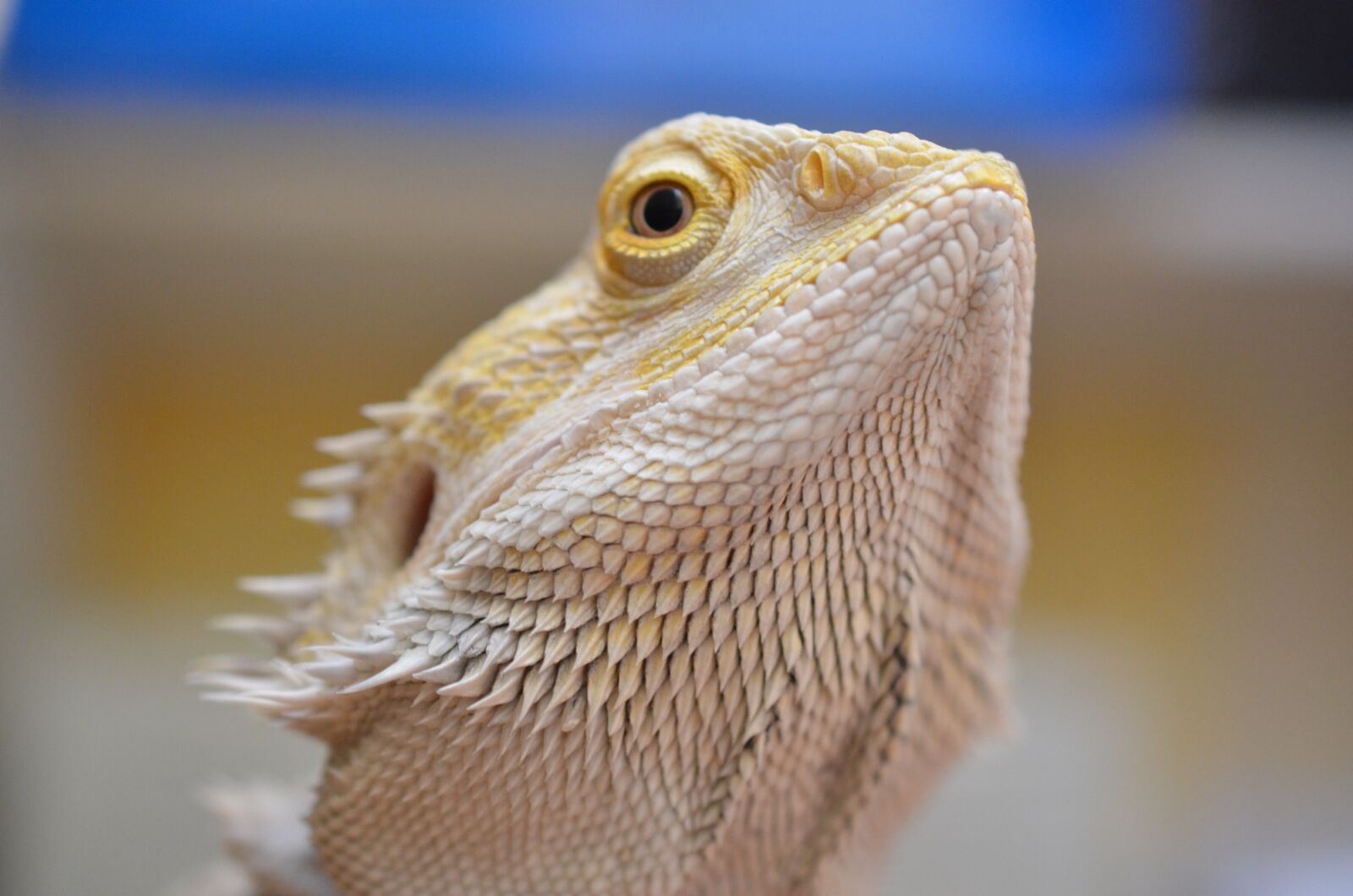 Nikon D5100 sample photo. Agama, bearded, lizard photography