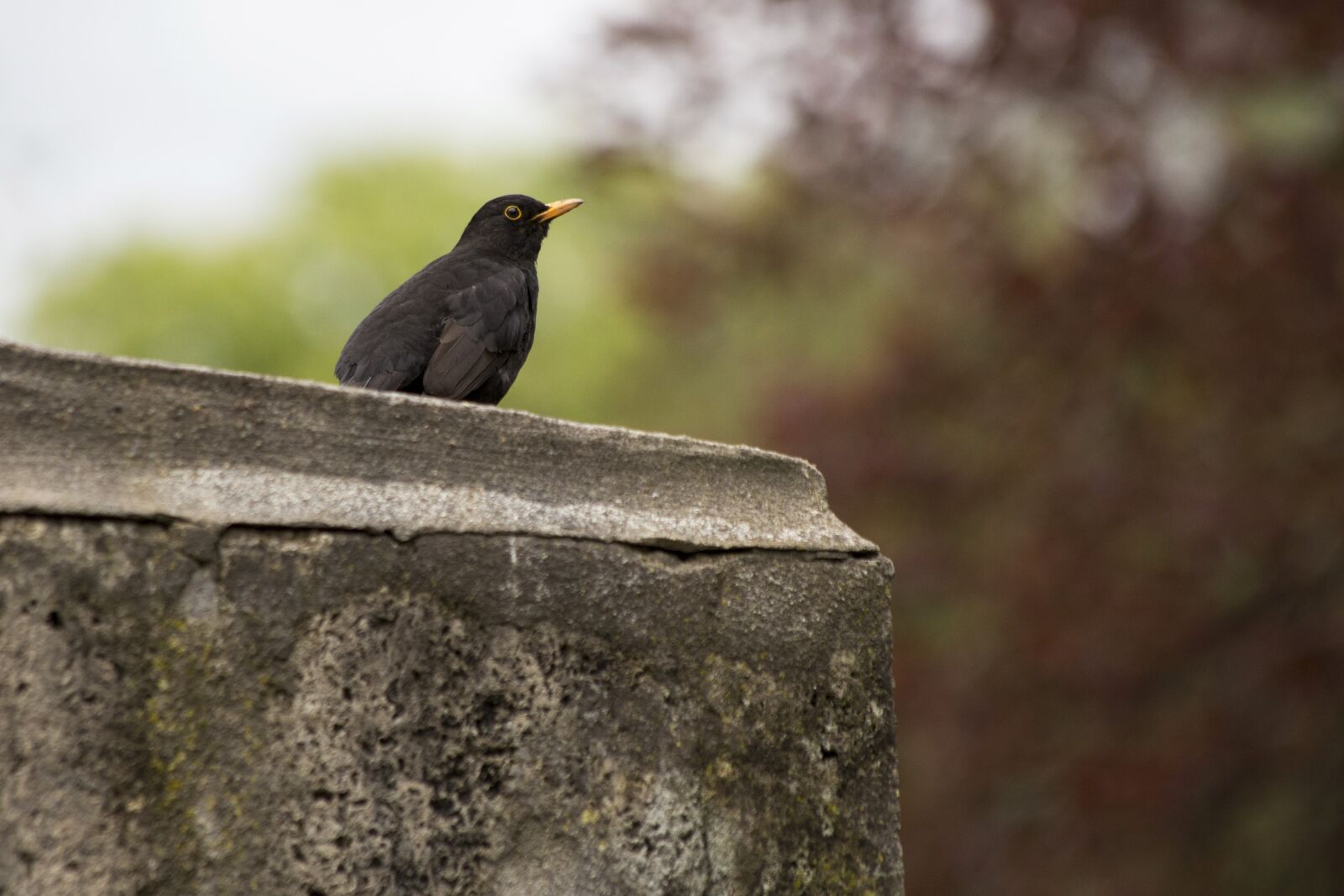 Canon EF 70-300mm F4-5.6 IS USM sample photo. Bird, nature, songbird photography