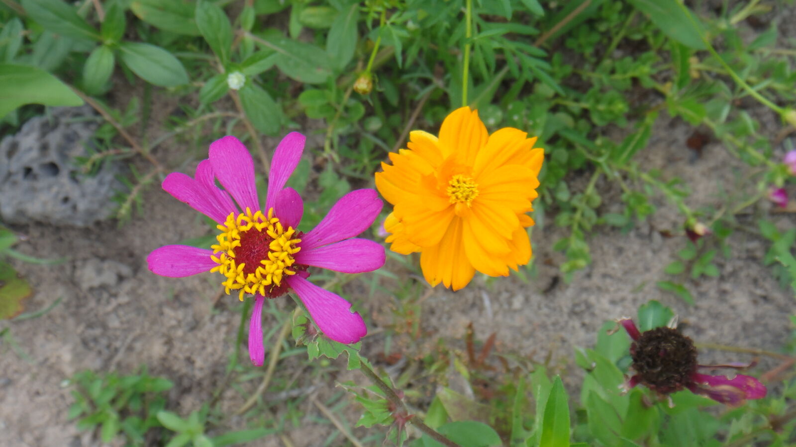 Sony DSC-TX7 sample photo. Flower, glory, macro, precious photography