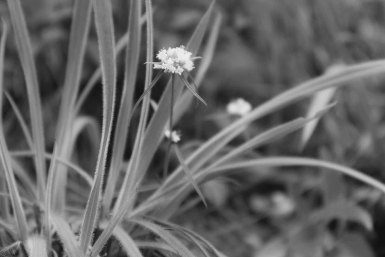 Canon EOS 800D (EOS Rebel T7i / EOS Kiss X9i) sample photo. Flower, grey, nature photography