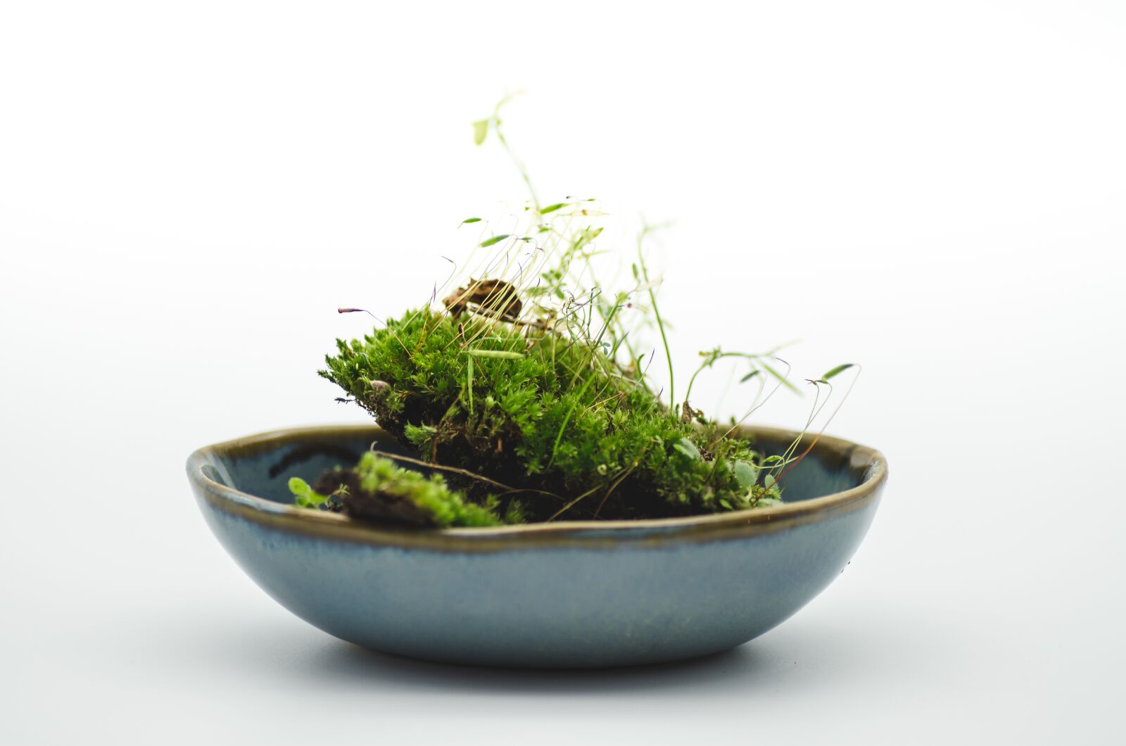 Tamron SP 90mm F2.8 Di VC USD 1:1 Macro sample photo. Moss, green, bowl photography