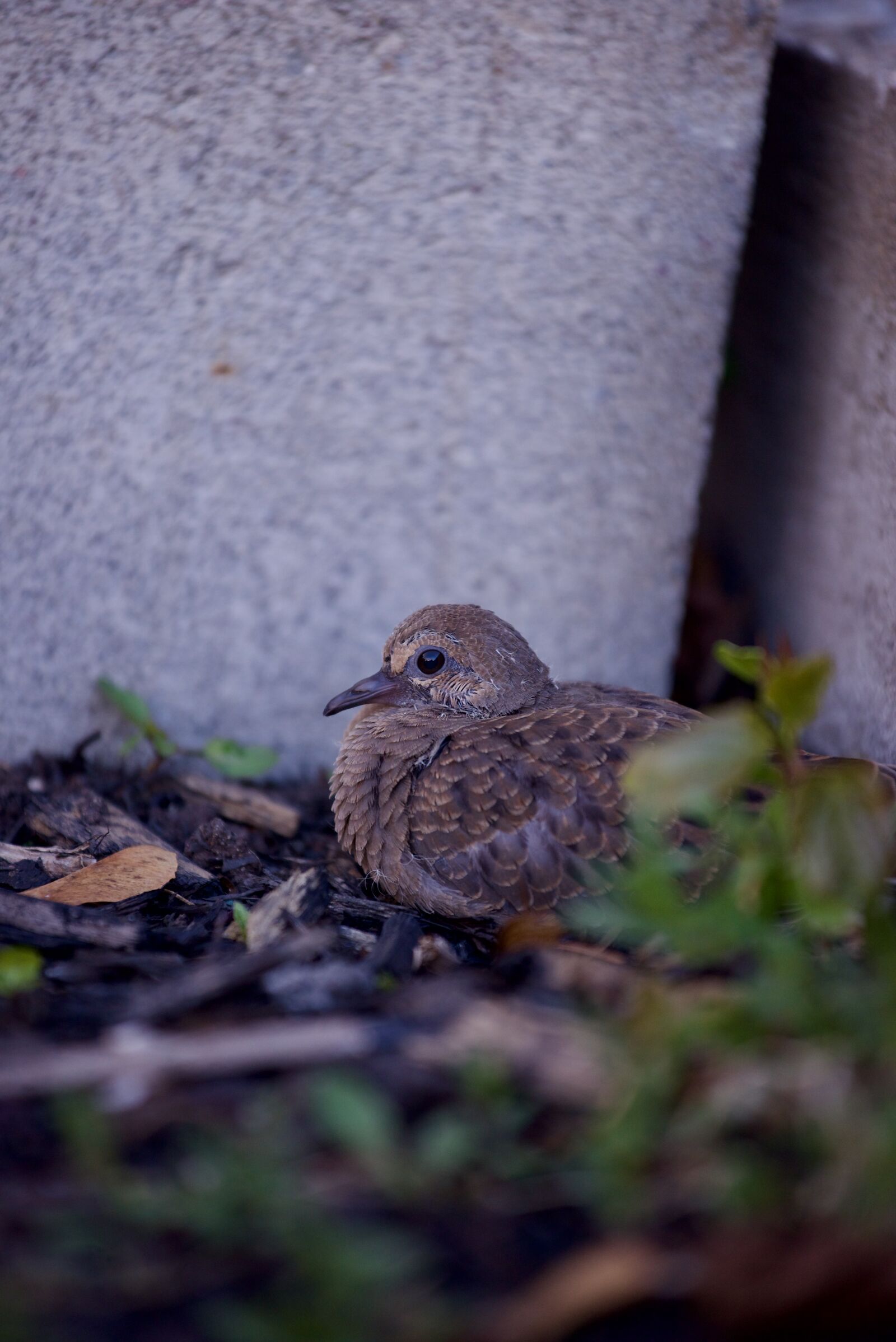 Nikon AF-S Nikkor 70-200mm F4G ED VR sample photo