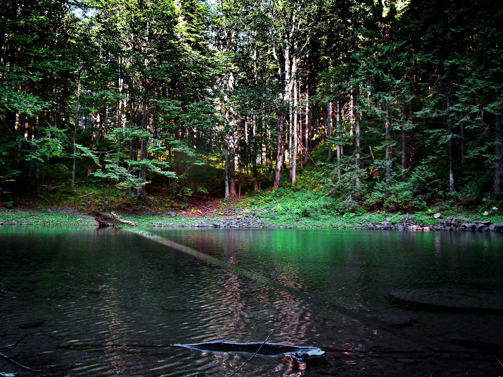 Sony Cyber-shot DSC-H50 sample photo. Wet rates, massif of photography