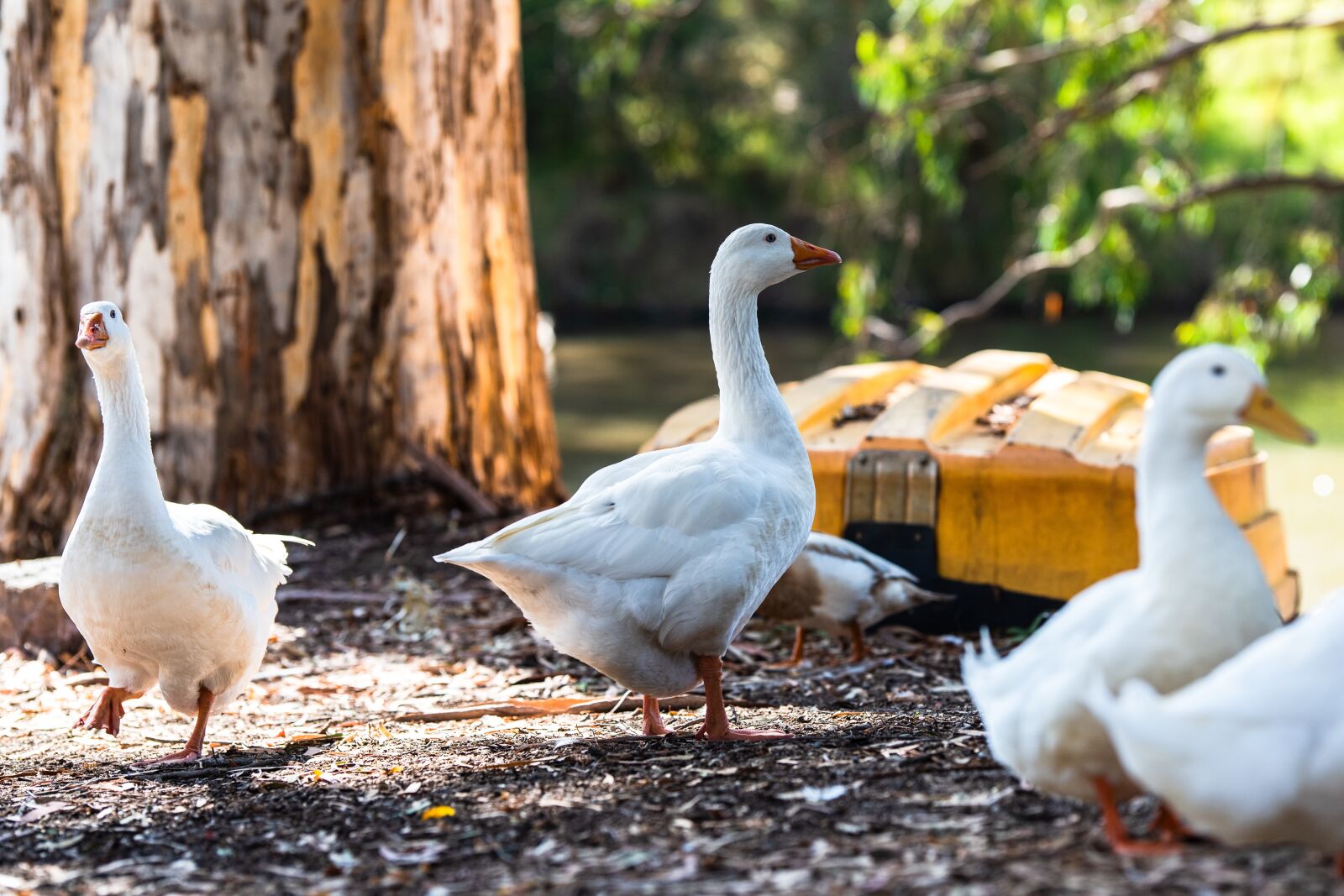 Nikon D750 sample photo. Geese, birds, animals photography